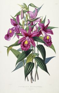 Sobralia Macrantha