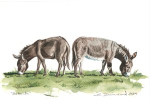 Sujetalibros, 2024 (Acuarela sobre papel) de Sarah Drummond