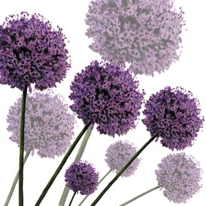 Allium Fernandez, 2004 de Sarah Hough