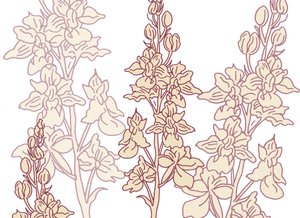 Orquídea, 2017