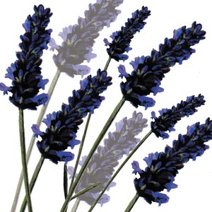 Lavanda dulce, 2004 de Sarah Hough