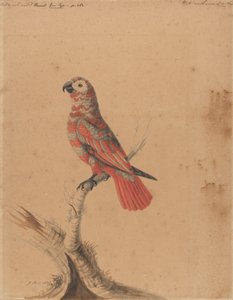 Un loro rojo