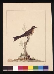Página 14. Atrapa moscas de orejas amarillas. Ahora conocido como mielero de cara amarilla, c.1789-90 de Sarah Stone