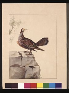 Página 15. Paloma de alas doradas. Ahora conocida como una paloma broncínea del bosque, c.1789-90 de Sarah Stone