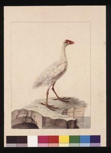 Página 16. Fulica blanca. Ahora conocida como Gallinula blanca (extinta), c.1789-90 de Sarah Stone