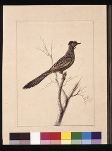Página 17. Abejaruco con carúnculas. Ahora conocido como un mielero carmesí, c.1789-90 de Sarah Stone