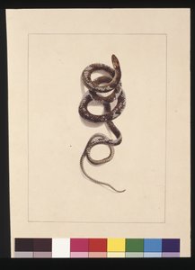 Página 20. Serpiente No.1. Ahora conocida como Serpiente marrón, c.1789-90 de Sarah Stone