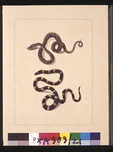 Página 21. Serpientes No. 1 y No.2. Ahora conocido como una serpiente diamante joven y un bandy bandy, c.1789-90 de Sarah Stone