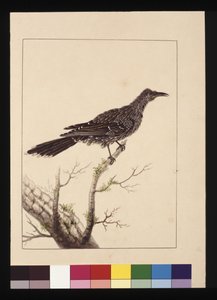 Página 26. Ave comedora de abejas con carúnculas hembra. Ahora conocido como ave de carúnculas pequeña, c.1789-90 de Sarah Stone