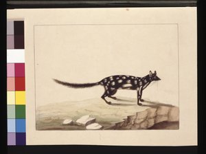 Página 28. Un Tapoa Tafa. Ahora conocido como dasyurus quoll. Parece ser una copia de Sarah Stone de una placa de Charles Catton Junr., c.1789-90 de Sarah Stone