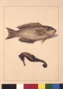 Página 2. Labrus y Hipocampo Ciprináceos. Ahora conocido como Labrus o pez loro y caballito de mar, c.1789-90
