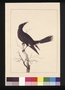 Página 30. Currawong Pied, c.1789-90 de Sarah Stone