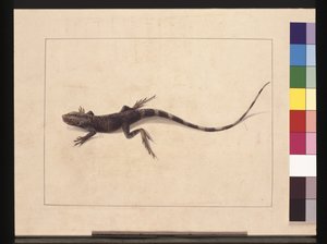 Página 31. Lagarto muricado. Ahora conocido como un dragón de árbol, c.1789-90 de Sarah Stone