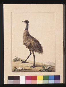 Página 7. Casuario de Nueva Holanda. Ahora conocido como un emú, c.1789-90 de Sarah Stone
