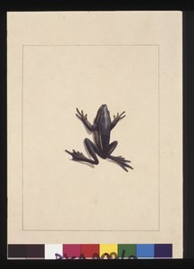 Página 9. Rana azul. Ahora conocida como una rana arborícola verde, c.1789-90