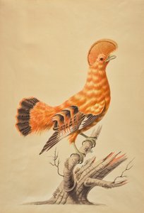 Rupicola Rupicola de Sarah Stone