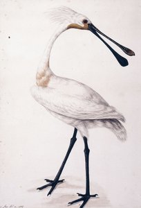 Espátula