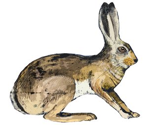 Hare, 2024 (monocopia)