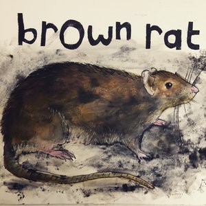 Rata marrón, 2021