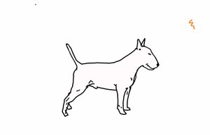 Bull terrier
