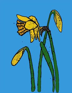 Narcisos de Sarah Thompson Engels