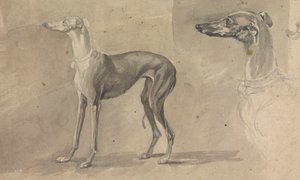 Un galgo