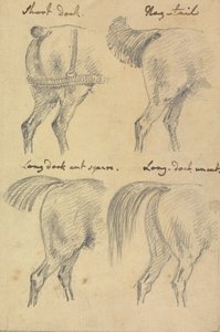 Cuatro bocetos de colas de caballo
