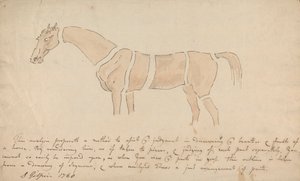 Partes del caballo correctamente proporcionado