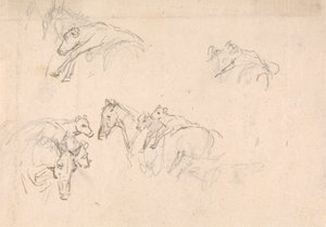 Estudio de caballos que llevan terneros a la espalda