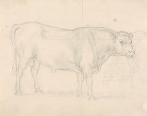 Estudio de un toro de Sawrey Gilpin