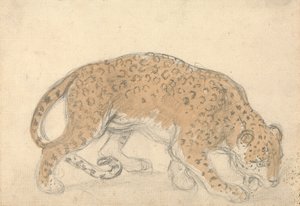Estudio de un leopardo de Sawrey Gilpin