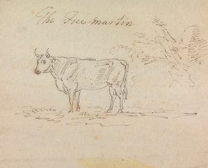 El Martín Libre de Sawrey Gilpin