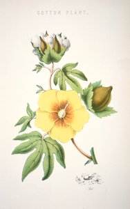 Una planta de algodón