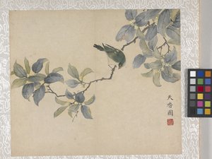 Álbum de flores de 8 hojas, mediados del siglo XVIII (tinta y color sobre papel) de School Chinese