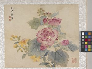 Álbum de flores de 8 hojas, mediados del siglo XVIII (tinta y color sobre papel)