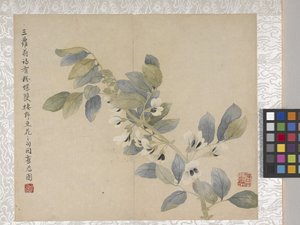 Álbum de flores de 8 hojas, mediados del siglo XVIII (tinta y color sobre papel) de School Chinese