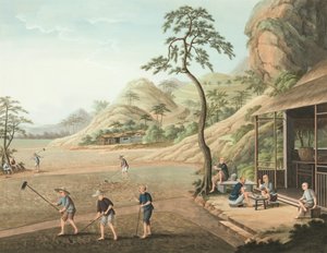 Producción de té, c. 1820 (color de la carrocería y pintura dorada sobre seda extendida sobre papel) de School Chinese