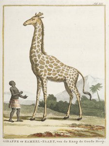 Jirafa o Kameel-paart, ilustración de 