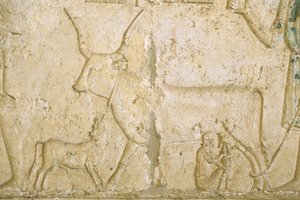 Antiguo Egipto, Escultura mural, Tumba de Petosiris, Tuna el Gebel, 300 a.C., Vaca ordeñando (foto) de School Egyptian