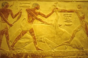Antiguo Egipto, Muro tallado/pintado, Mastaba/Tumba de Idout, Saqqara, 2323-2150 a.C., Toro sacrificado para el sacrificio (foto)
