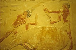 Antiguo Egipto, Tallado/pintura mural, Mastaba/Tumba de Idout, Saqqara, 2323-2150 a.C., Toro sacrificado como sacrificio (foto)
