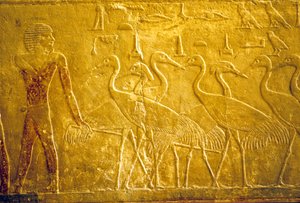 Antiguo Egipto, Grabado mural/pintura, Mastaba/Tumba de Ti, Saqqara, V Dinastía, Un campesino guiando grullas domesticadas (foto) de School Egyptian