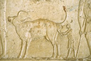 Antiguo Egipto, Pintura mural, Tumba de Petosiris, Tuna Gabel, Tuna el Gebel, 300 a.C., Ayudar a parir a una vaca (foto) de School Egyptian