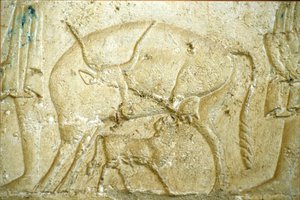 Antiguo Egipto, Pintura mural, Tumba de Petosiris, Tuna Gabel, Tuna el Gebel, 300 a.C., Un ternero intentando mamar (foto)