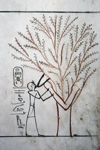 Luxor, Tebas: Valle de los Reyes. Tumba de Tutmosis (Tuthmosis o Thutmes) III (-1504 - -1450), faraón de Egipto. de School Egyptian