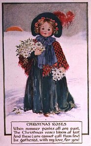 Rosas de Navidad de School English