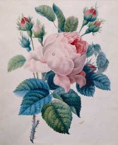 Una rosa (lápiz y acuarela) de School French