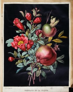 Granada y su flor - lámina botánica de School French