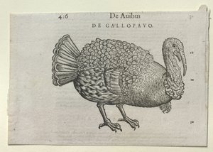 Un pavo de School German