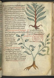 Harley 4986, f.39 Pepino; Cannabis, de 